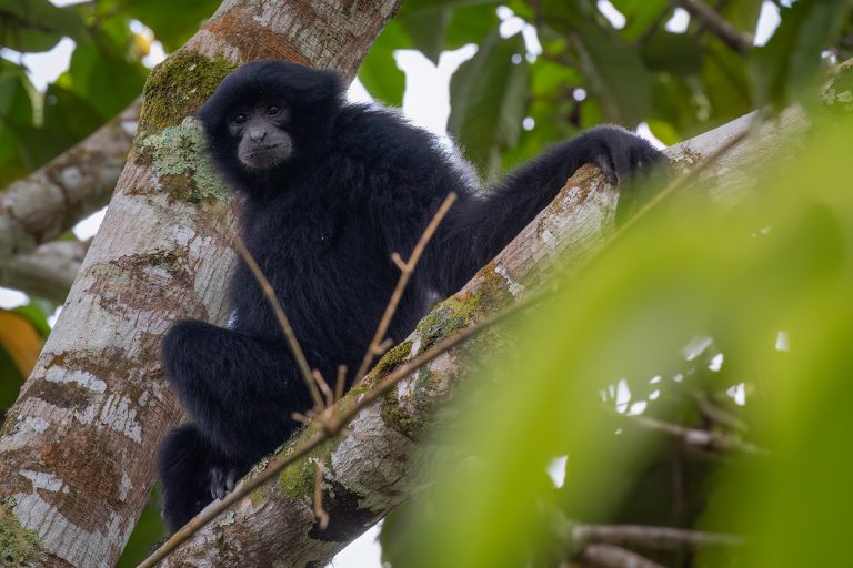 siamang_01